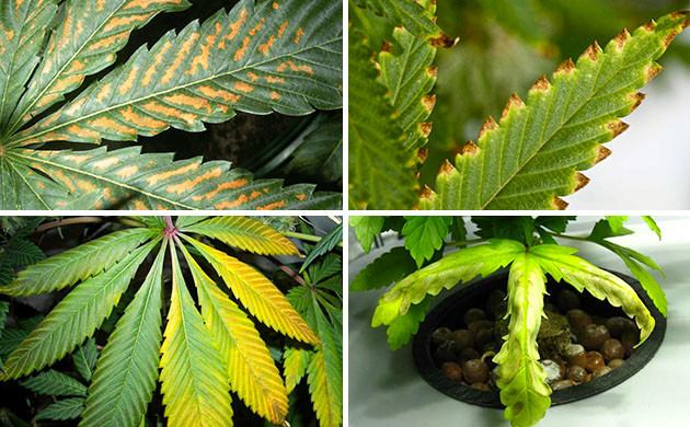 Ожоги от удобрений на листьях каннабиса