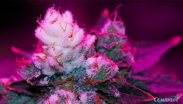 Белые кончики соцветий конопли