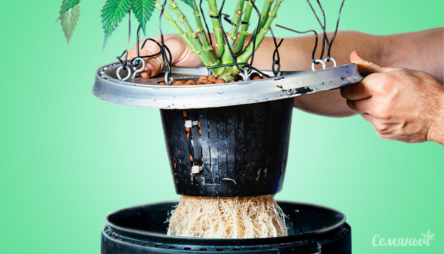 Гидропонный способ выращивания каннабиса Конопля и гидропоника