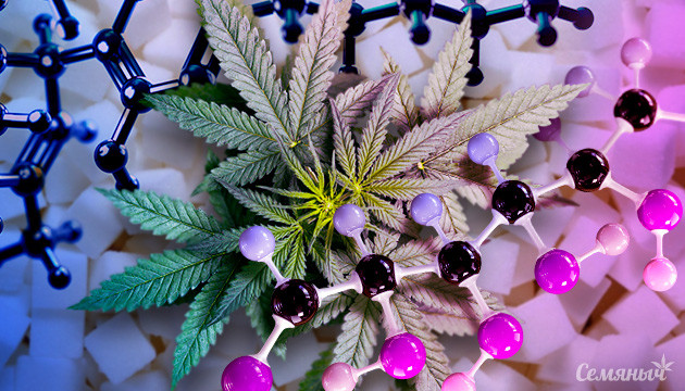 Ученые сделали каннабиноиды из сахаров