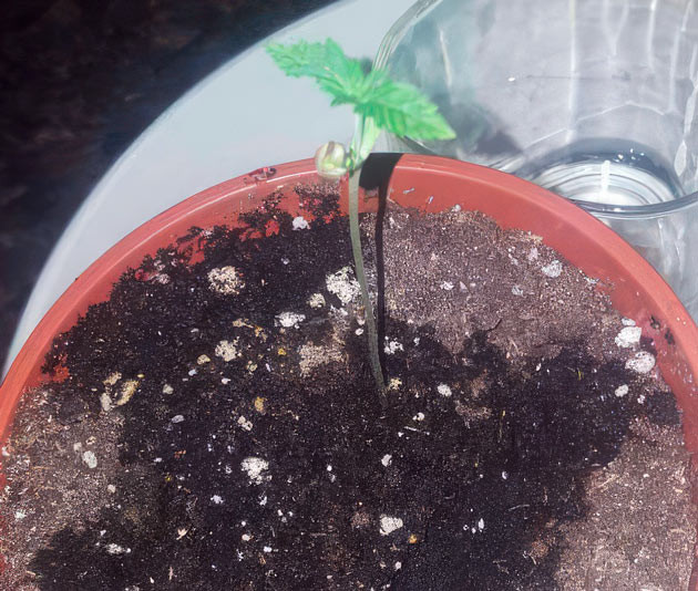 Росток сорта Godzilla Original Glue GG#4 (Godzilla Glue #4)