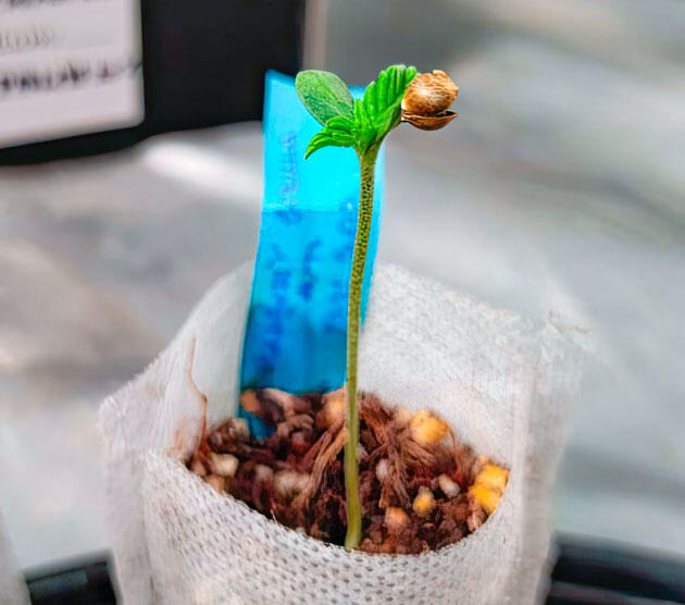 Проращивание Strawberry Gorilla Auto