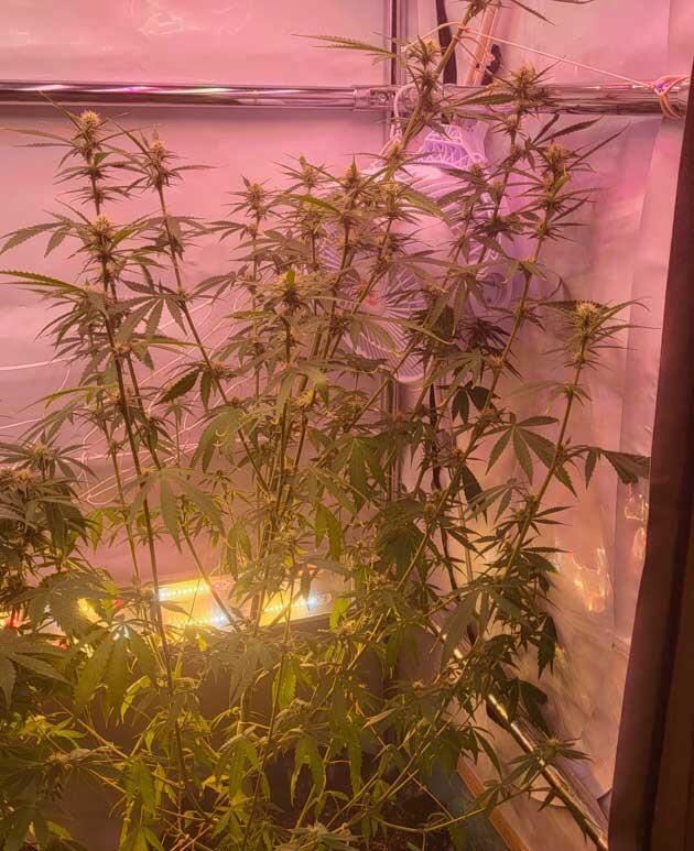 Формирование шишек и удобрения для конопли Куст Grand Gorilla Purple Auto на 3 неделе цветения