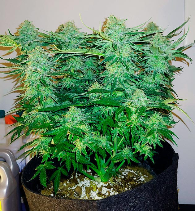 Ветви покрытые соцветиями