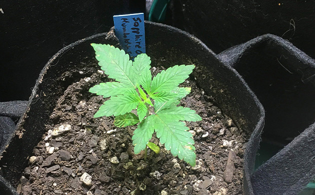 Первые недели жизни Sapphire OG