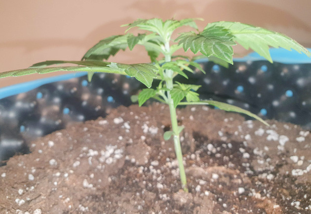 Стимуляция роста куста Wedding Cake Auto выращивание сорта конопли Wedding Cake Auto