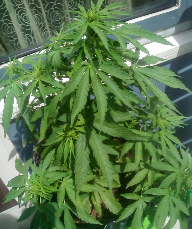 Появление точек роста шишек