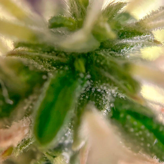 Auto Critical Lemon CBD на 8 неделе выращивания