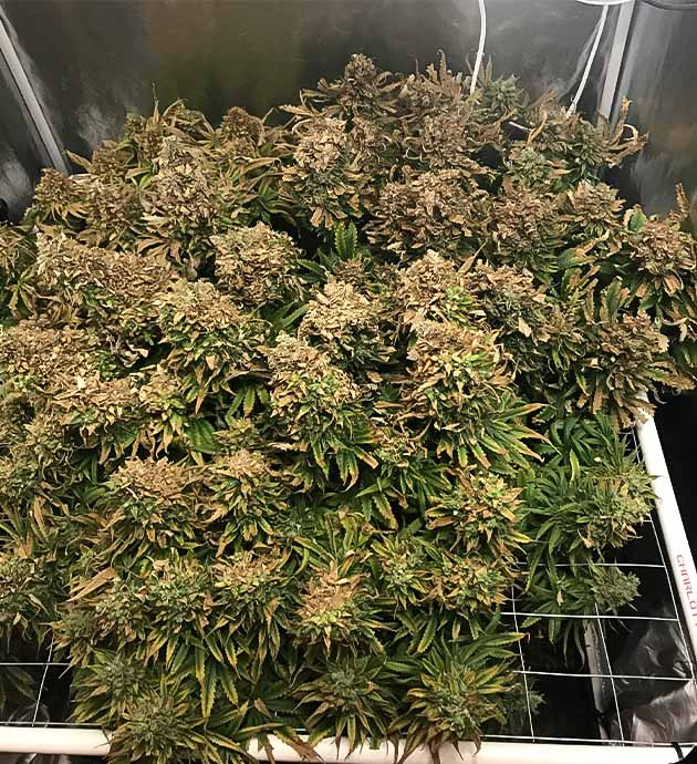 Предхарвест HulkBerry