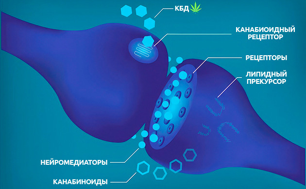 Борьба со стрессом с помощью КБД Результативность КБД против стресса