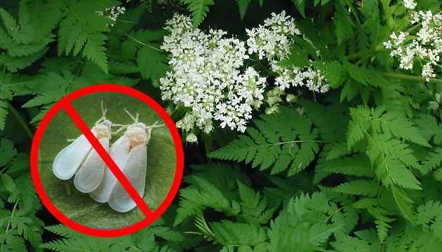 Кервель отпугивает тлю