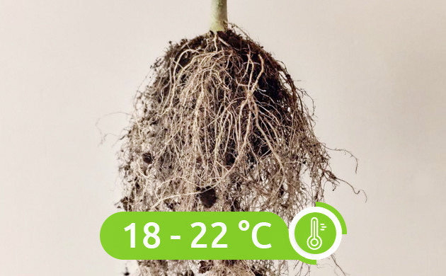 Правильный грунт для каннабиса