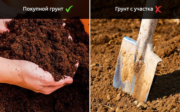 Коричневые соцветия от плесени Коричневые соцветия от вредителей