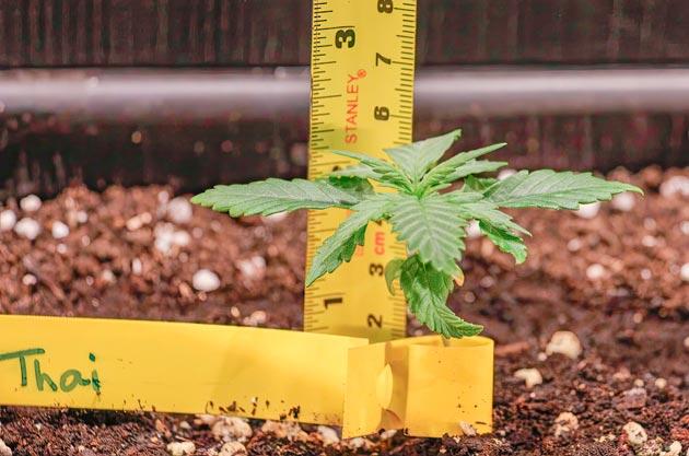 Проращивание и полив марихуаны 1 неделя выращивания Choco Thai Auto от Herbies Seeds