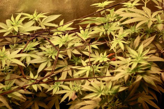 Кусты The White Fire OG от Seedkeepers на 6 неделе