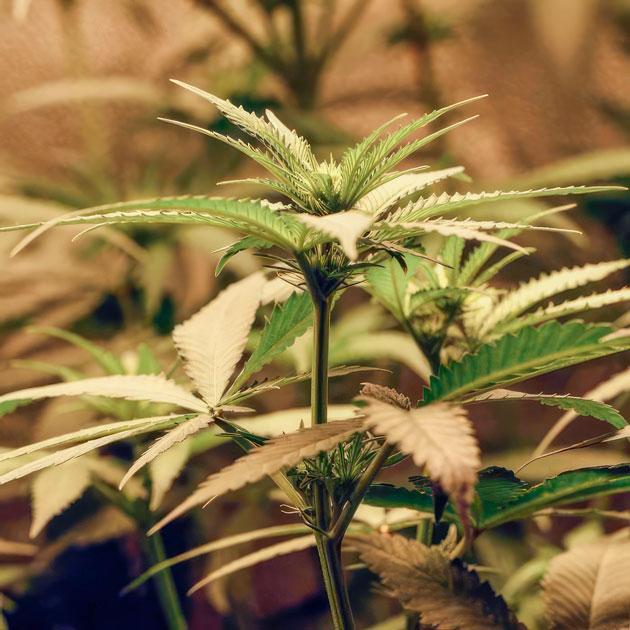Кусты The White Fire OG на 7 неделе выращивания