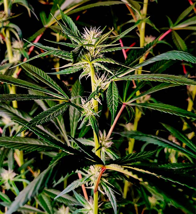 Выращивание куста Sweet Cherry Pie