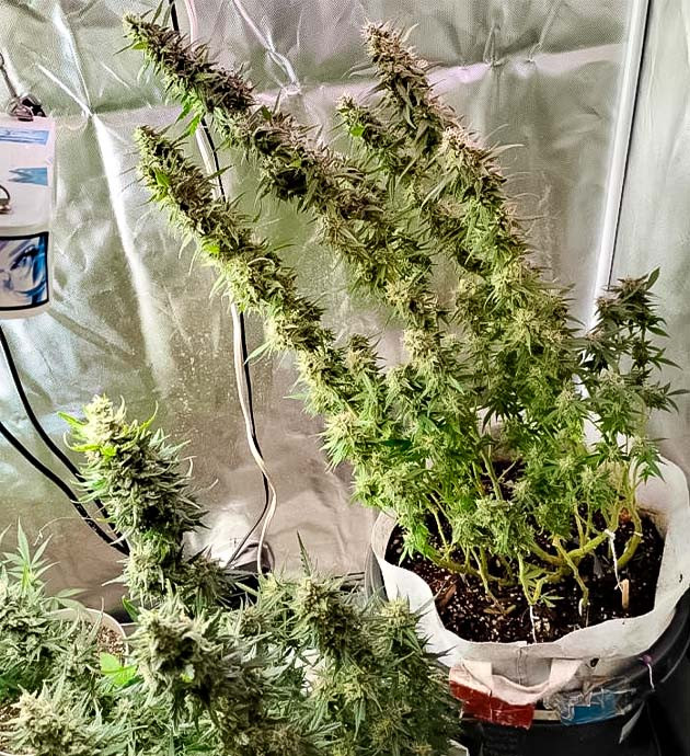 Каннабис на 18 неделе роста Активный рост конопли