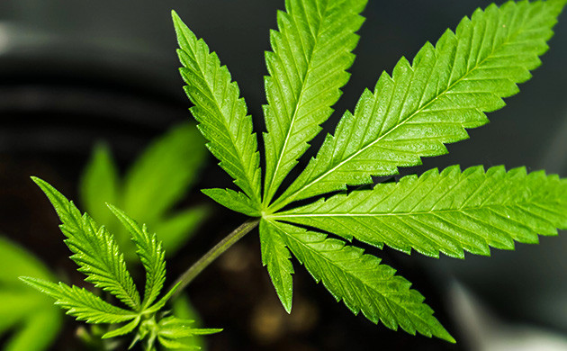 Семипалый лист каннабиса
