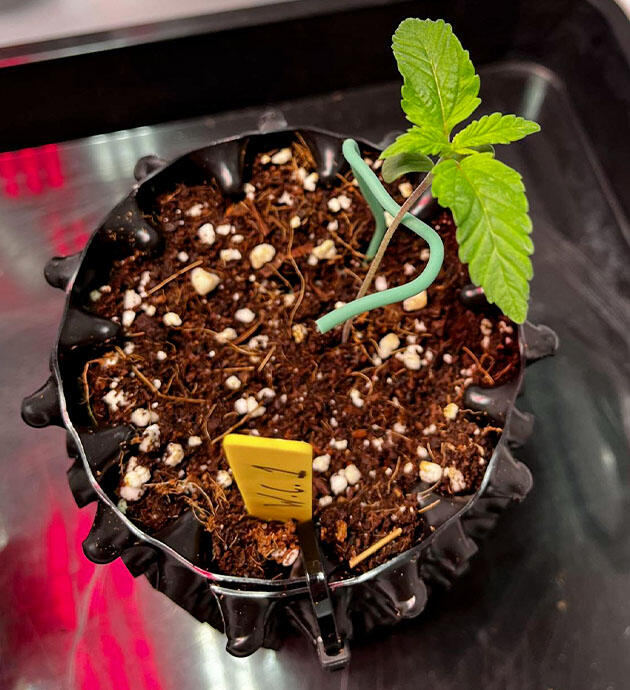 Росток сорта конопли Nuggz R1