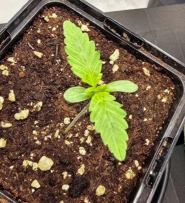 Микроклимат и полив конопли Росток Super Silver Haze от GHS на 1 неделе