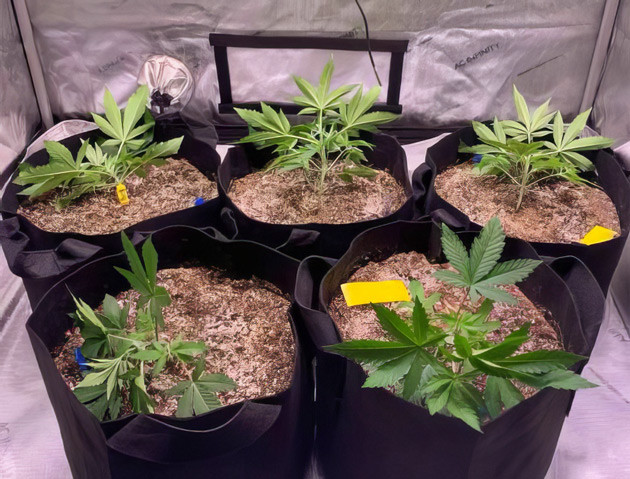 Использование техники LST Формирование марихуаны