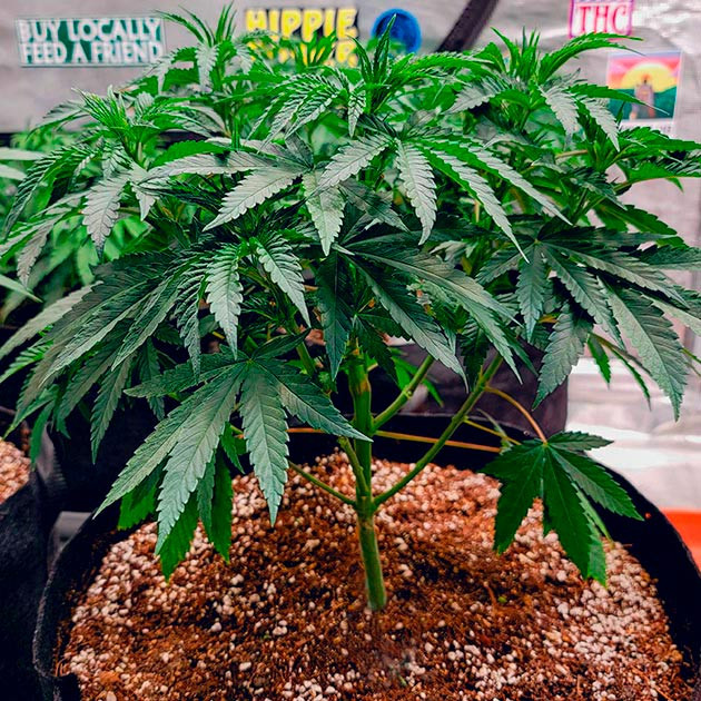 Ускорение роста DDoS #33 Полив и обрезка DDoS #33