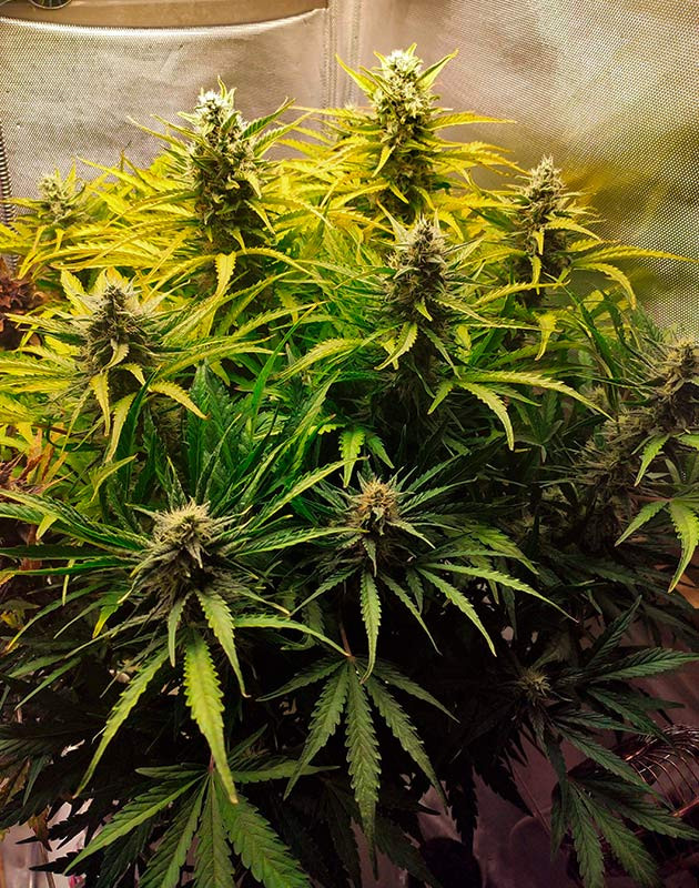 Auto Chocolate Skunk: переход на цветение