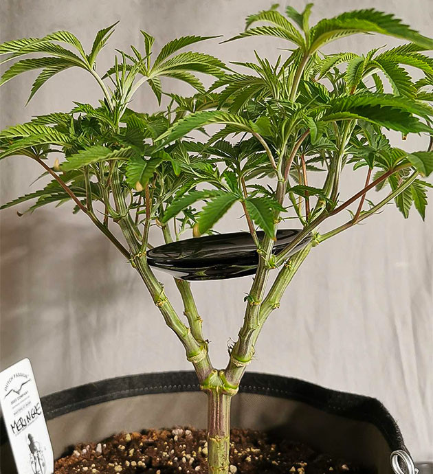 Блюдце внутри кроны