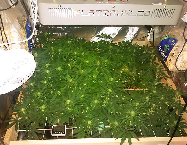 Sapphire OG: уход на время отпуска