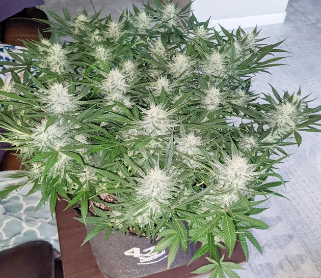 Снижение дозировки удобрений Легкие ожоги листьев Bruce Banner Auto