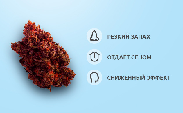 Чем характерна коричневая конопля Характеристики коричневых соцветий