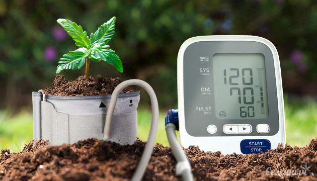 Живая почва для конопли