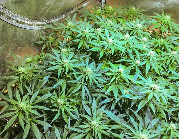 Обрезка листьев конопли