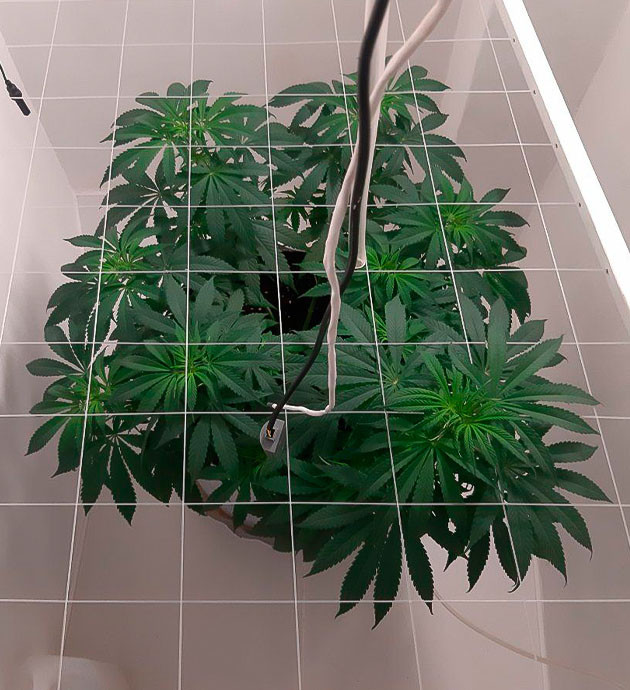 Состояние куста Glue Sherbet