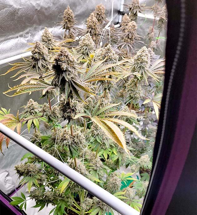 Зрелые шишки каннабиса на финальной стадии цветения