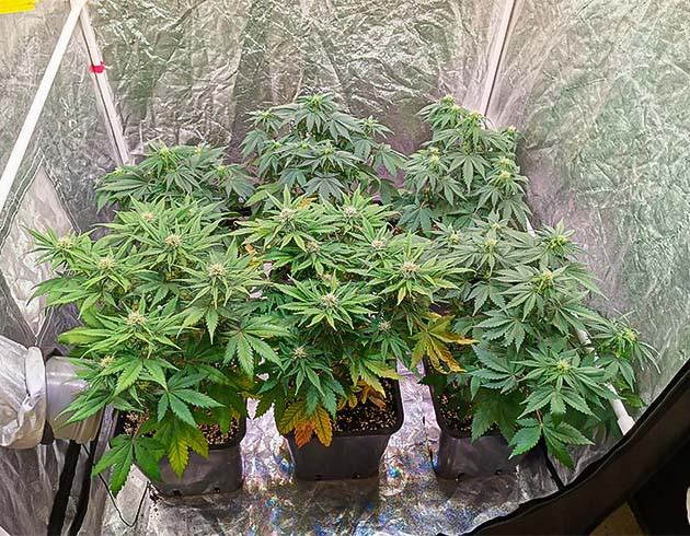 Cream Caramel Auto: блокировка и химический ожог