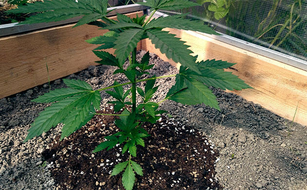 Каннабис после топпинга с развивающимися макушками