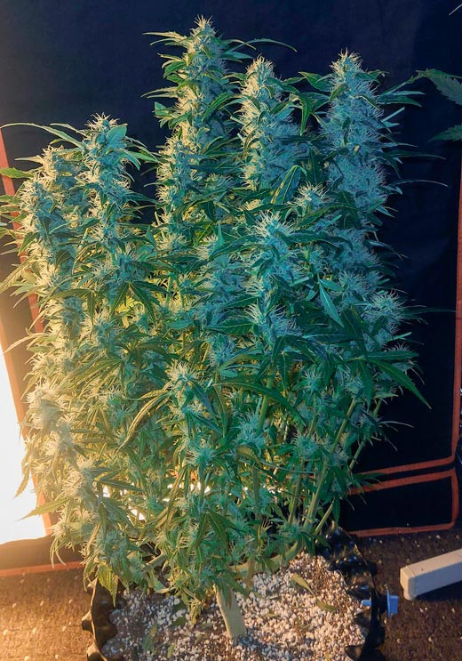 Дефолиация каннабиса