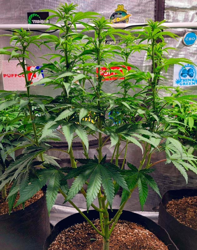 Ежедневный уход за DDoS #33 Настройка условий для DDoS #33