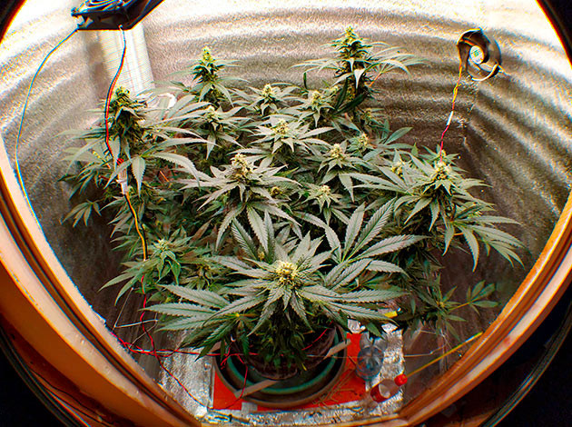 Остановка роста и дефолиация на этапе цветения Цветущий куст конопли в гроубоксе