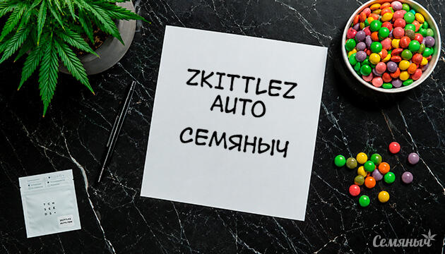 Выращивание сорта марихуаны Zkittlez Auto от сидбанка Семяныч Гроурепорт сорта Zkittlez Auto от сидбанка Семяныч