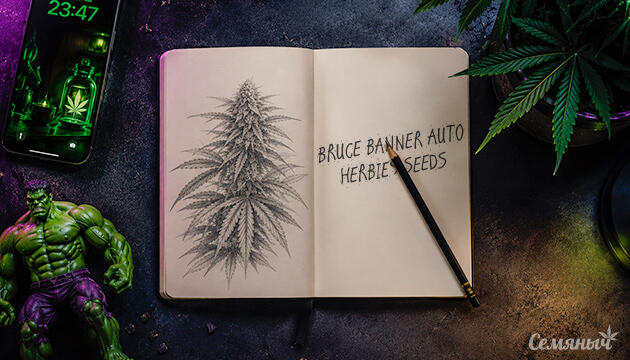 Гроурепорт сорта Bruce Banner #3 Auto от сидбанка Herbies Seeds