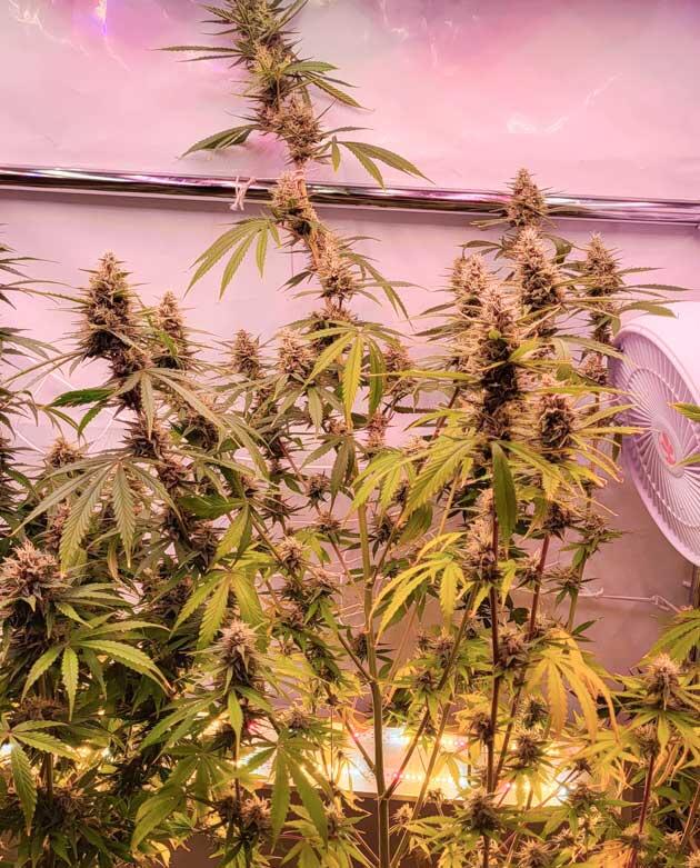 Слабый запах конопли Куст Grand Gorilla Purple Auto на 11 неделе выращивания