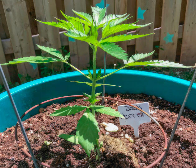 Растишка Jack Herer от Seedkeepers на 2 неделе