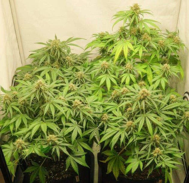 Кусты Apollo F1 Auto от Royal Queen Seeds на 10 неделе