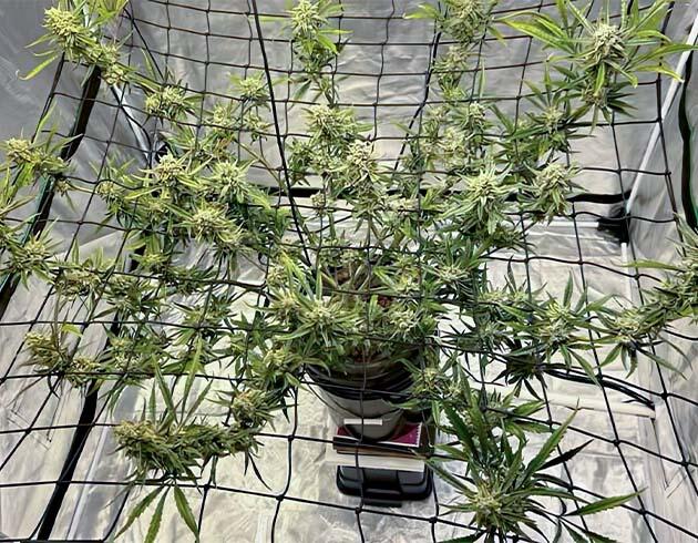 Финальная стадия цветения и созревание бутонов Марихуана в цветении под ScrOG с плотными соцветиями и очищенной кроной