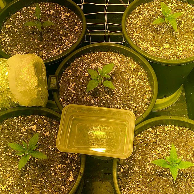 Росток сорта Fullgas