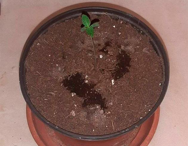 Росток сорта Sticky Sherbert GG