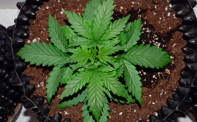 Зелёная шапка куста